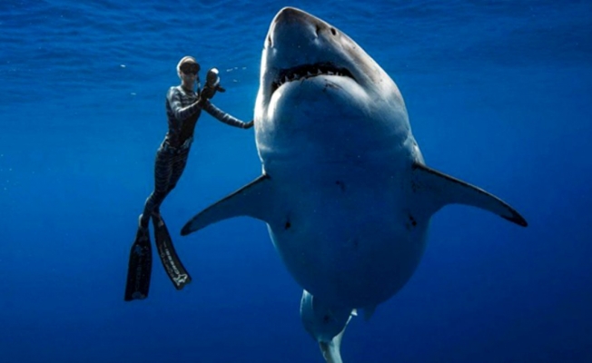 Köpekbalığı Ve Vatoz Türlerine Uluslararası Koruma Kararı