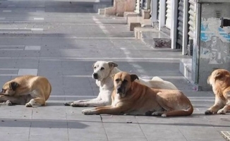 Sokak hayvanları teklifi: ‘Mevcut yasayı uygulasınlar çözülür’